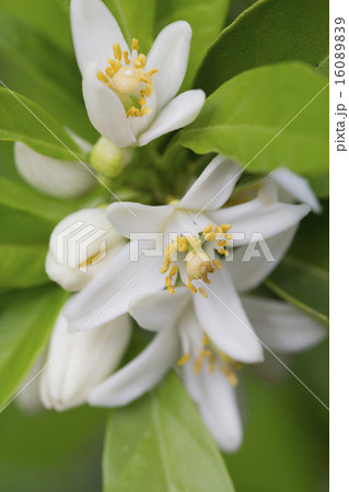 ブラッドオレンジ ネロリ 花 植物の写真素材