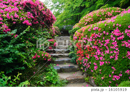 五月杜鵑花日本庭園日式庭園日式庭院照片素材