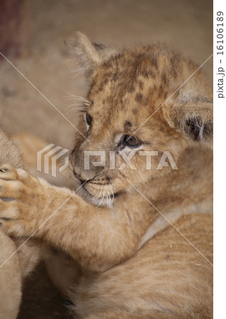 ライオンの赤ちゃん 秋吉台自然動物公園 可愛い 山口県の写真素材