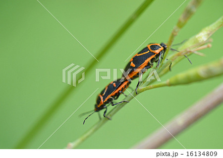 黒とオレンジ色の虫の写真素材