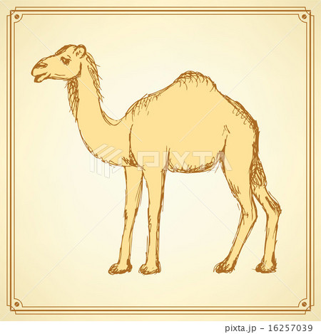 Sketch Cute Camel In Vintage Styleのイラスト素材