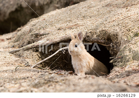 子ウサギ 巣 野生 カワイイの写真素材