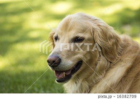 犬 ゴールデンレトリバー 茶色 横顔の写真素材