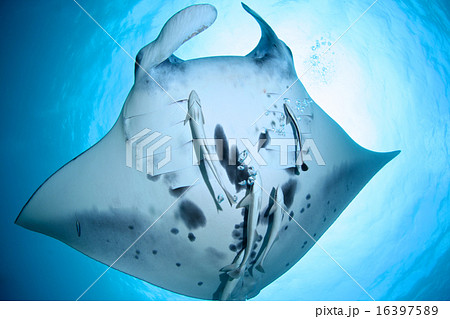 オニイトマキエイ 生態 コバンザメ エイ目の写真素材
