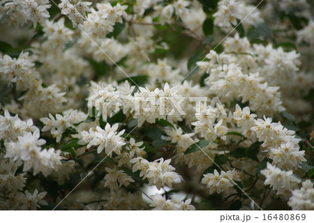 うのはな 花 卯の花 卯月の写真素材