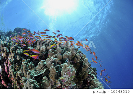 魚の群れの写真素材