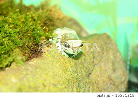 ジュウジメドクアマガエルの写真素材 - PIXTA