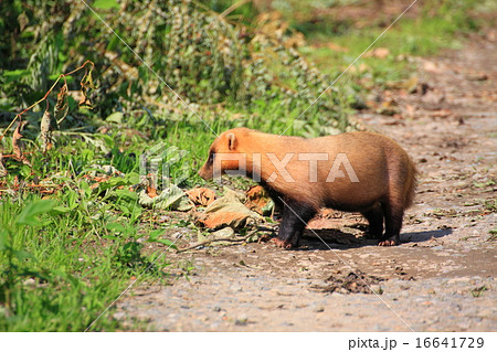 穴熊 マミ アナホリ ササグマの写真素材