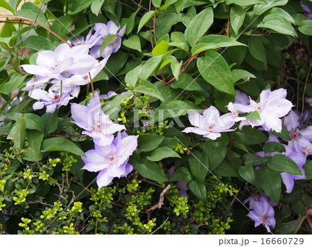 花 テッセン 鉄扇 植物 綺麗の写真素材