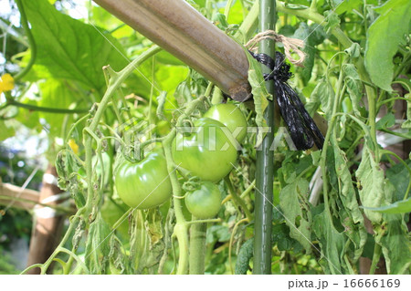 野菜の成長過程の写真素材