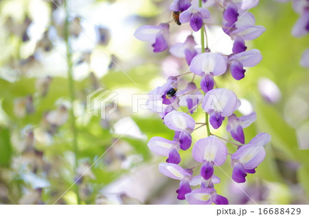 藤の花と虫の写真素材