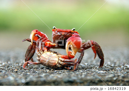 蟹の交尾の写真素材