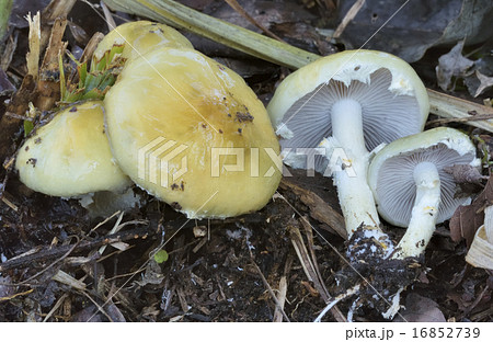 天然キノコ Mushroom 食毒不明 モエギタケ科の写真素材