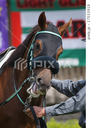 馬 メンコ シャドーロール 競走馬の写真素材