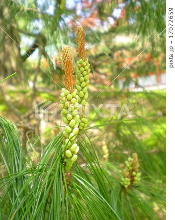 マツの花の写真素材