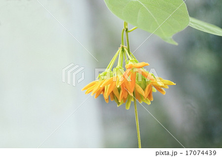 花 植物 イエライシャン 夜来香の写真素材