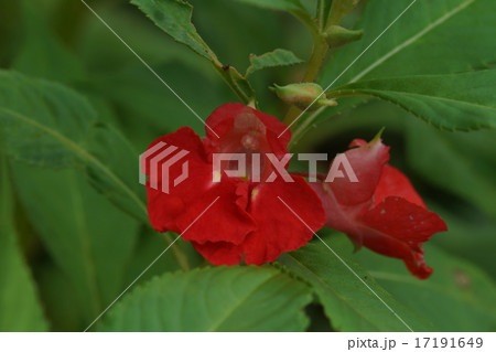 ホウセンカ ほうせんか 植物 実の写真素材