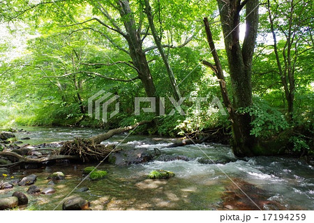 軽井沢 川遊び 渓流釣り フィッシングの写真素材