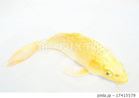 金の鯉 錦鯉 山吹黄金 1匹 約26cm〜33cm前後 色鯉 鯉 ニシキゴイ : アクア