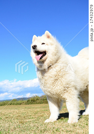 サモエド 犬 大型犬 ドッグランの写真素材