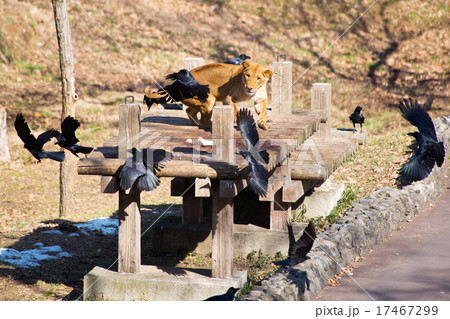 ずる賢い 動物 ケニアの写真素材