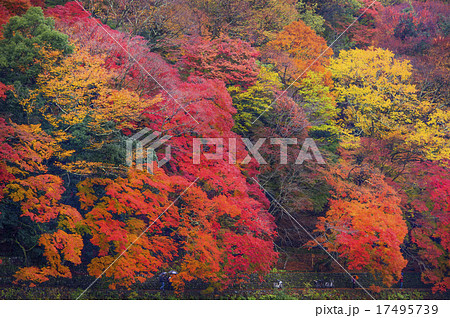 保津川下り 紅葉の京都 京都旅行 小倉山の写真素材