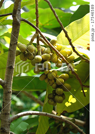 金香木の写真素材 - PIXTA