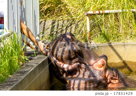 カバの牙の写真素材 - PIXTA