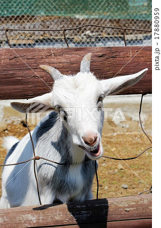 山羊の角の写真素材 - PIXTA