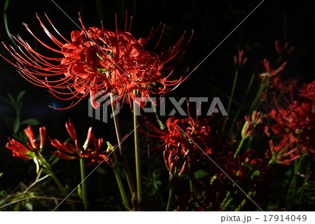 彼岸花 花 植物 毒々しいの写真素材