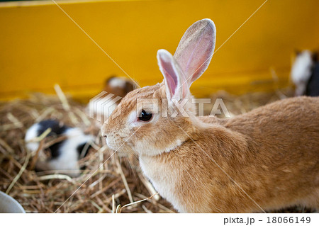 うさぎ かわいい ピーターラビット Rabbitの写真素材