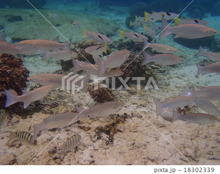 ボラ 魚 沖縄の写真素材 - PIXTA