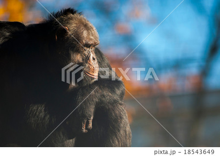 チンパンジー 横顔 動物 猿の写真素材