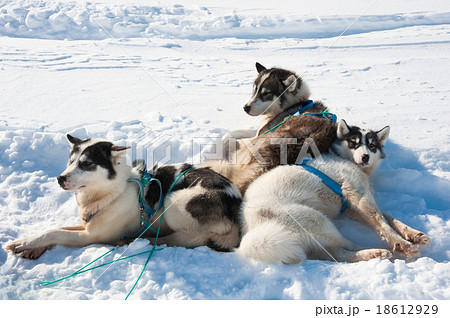 グリーンランド犬の写真素材