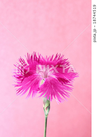 やまとなでしこ 花の写真素材