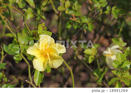 リモンチェッロ バラ 花 黄色の写真素材