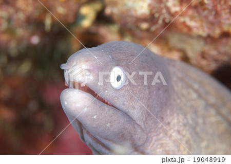 サビウツボ ウツボ 白黒 かわいいの写真素材