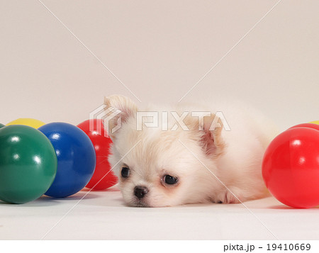 チワワ 犬 伏せ 伏せるの写真素材 - PIXTA