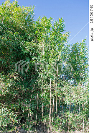 篠竹 植物の写真素材