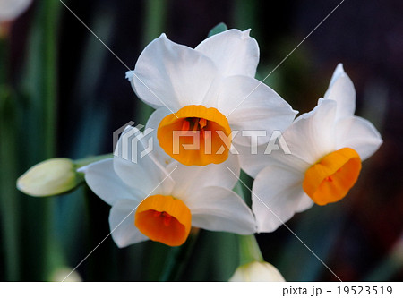 冬の花 ナルシス 水仙の写真素材