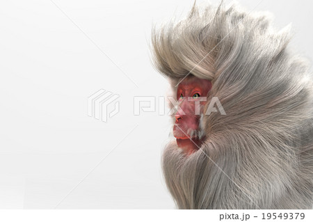 猿 横顔 サル ニホンザルのイラスト素材