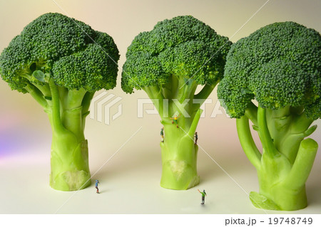 植物 食材 ブロッコリー ミニチュア人形の写真素材