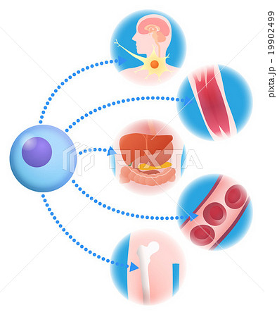 Es細胞のイラスト素材