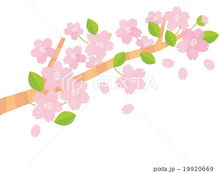 春 校庭 桜 学校のイラスト素材