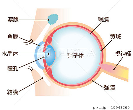 解剖図 眼球 医療 断面のイラスト素材
