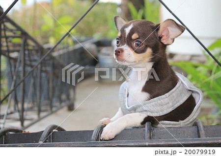 犬 コスプレ 洋服 自然の写真素材