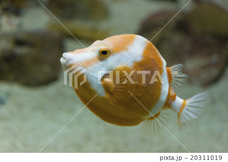 ボックスフィッシュの写真素材