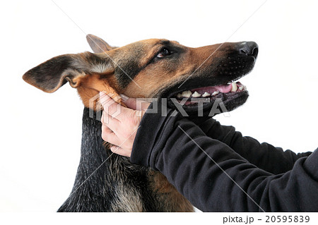 犬 横顔 番犬 牙の写真素材