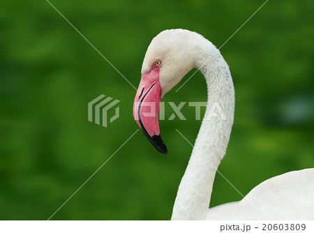Flamingo-2の写真素材 [20603809] - PIXTA