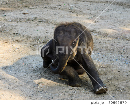 ゾウ アジアゾウ 座る 動物園の写真素材